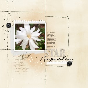 Star Magnolia