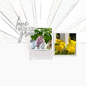 Lilac-and-Jessamine