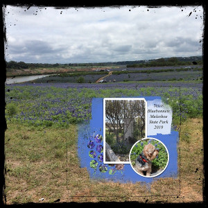 2020 Texas Bluebonnets