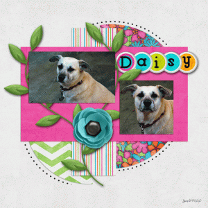 MIS_daisy