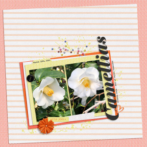 Camellias
