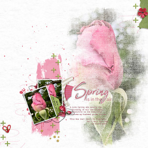 Spring Roses 2