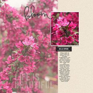Bloom
