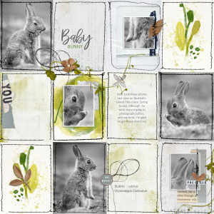 Baby Bunny