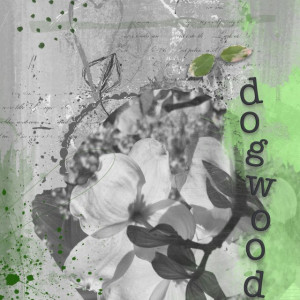 04-nbk-dogwood