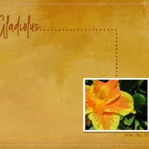 Gladiolus