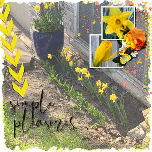 2020_May_Daffodils