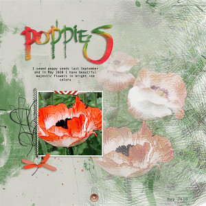 Poppies