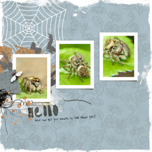 200426_spider