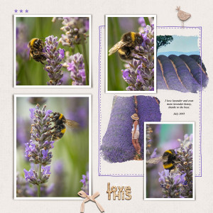 Lavender