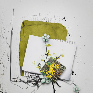 Forsythia