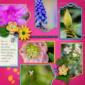 Spring Blooms