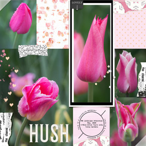 2020_May_Hush