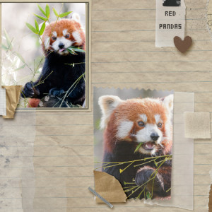 Red Pandas