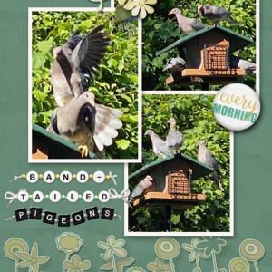 Kim Jensen_06-20_Alphas_Band-tailed Pigeons
