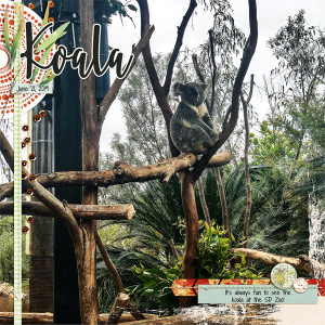 San Diego Zoo Koala_left