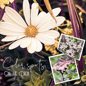 Style Challenge_06-20_BigPhoto_Flowers-on-the-Deck
