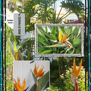 NBKSimpleChall_06-2020_flowersgal_web