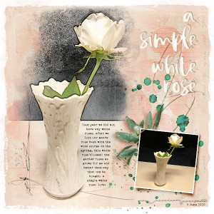 a simple white rose