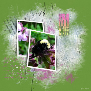 Random_spread Your Wings