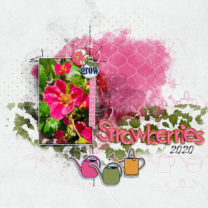 Strawberries