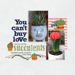 Succulents