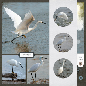 Little Egret