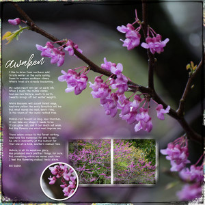 2020_jun_RedbudTree