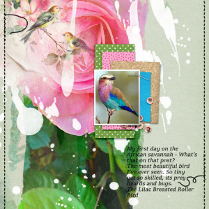 Prd_lilac Breasted Roller Bird