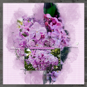 Lilacs