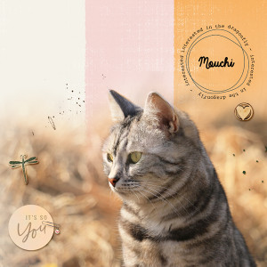 Mouchi