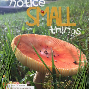 06style-small-mushroom