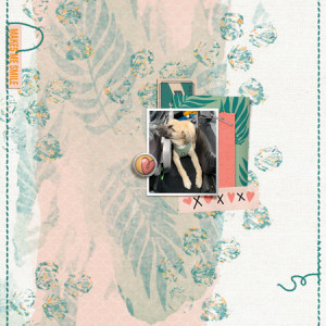 Puppy June 2020