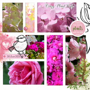 200626_pink