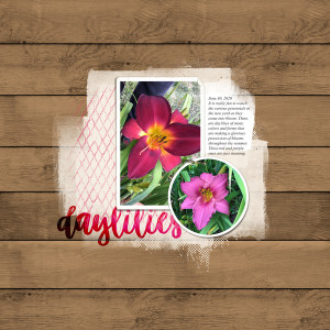 Daylilies