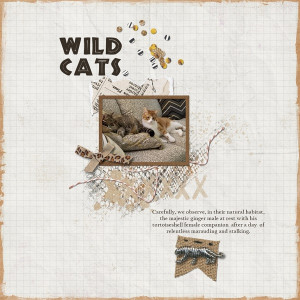 Wild Cats