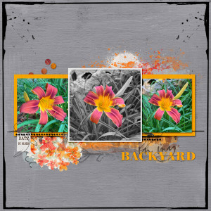 2020_jul_Backyard-Daylilies