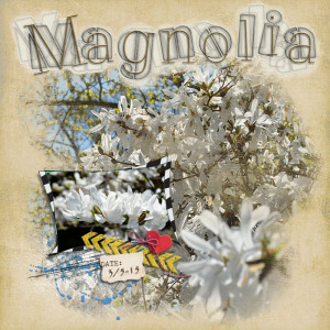 Magnolia