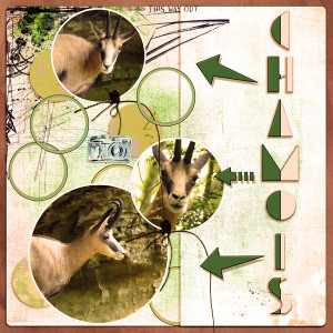 Chamois
