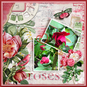 roses