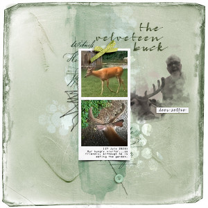 The Velveteen Buck