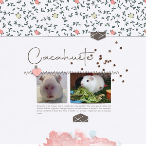 20200727-Cacahuète
