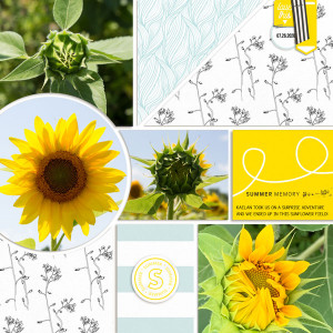 2020_jul_Sunflower_Stages