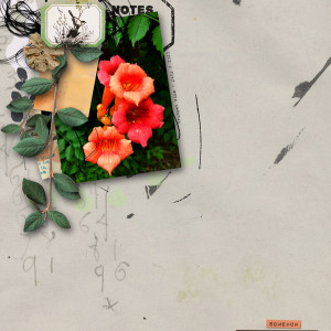 Rachel-Jefferies_2020-08_August_Challenge_Trumpet-Vine_web