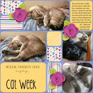 Cat-Week_Week 31