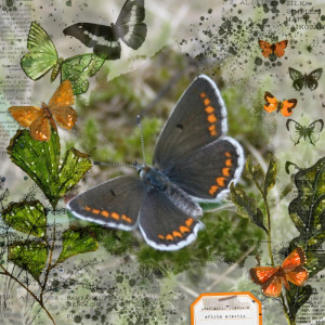 Aricia agestis - Red-spotted bluewing