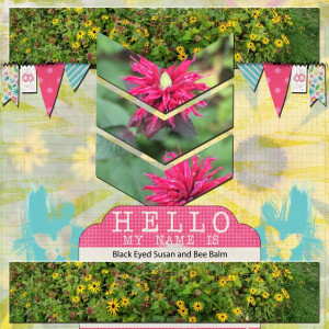 August Photography Challenge Panoramic Black Eyed Susans And Bee Balm
