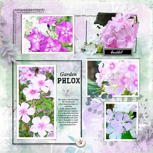 Garden-Phlox