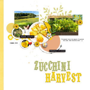 Zucchini Harvest