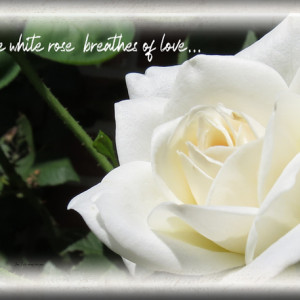 ATC-2020-116-The-White-Rose